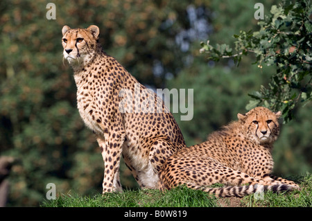 Le Guépard (Acinonyx jubatus), Femme avec cub Banque D'Images