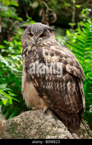 Grand Owl (Bubo bubo) Banque D'Images