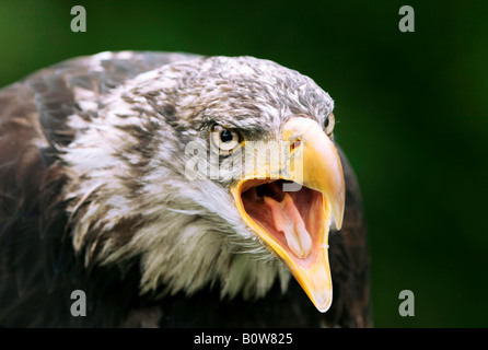 Pygargue à tête blanche (Haliaeetus leucocephalus), juvénile Banque D'Images