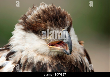 Poissons d'Afrique blanche (Haliaeetus vocifer), juvénile Banque D'Images