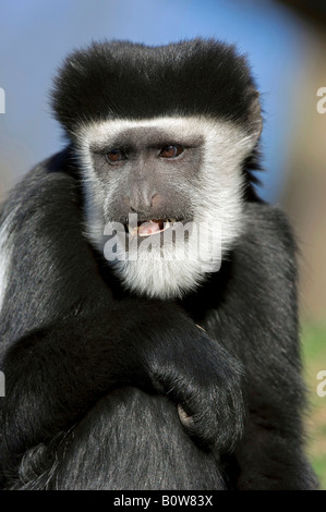 Guereza manteau ou de l'est le noir et blanc (Colobus guereza Colobus Monkey) Banque D'Images