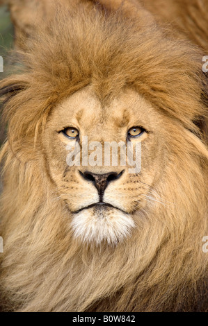 Lion (Panthera leo), homme Banque D'Images