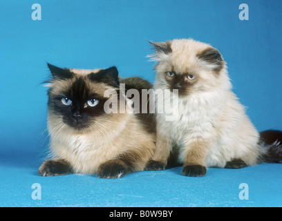 Persan himalayan. Mère et chaton à côté l'un de l'autre. Image studio sur fond bleu Banque D'Images