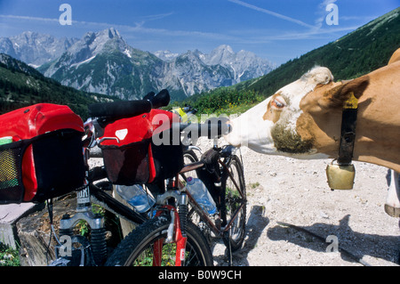 Lécher la vache salé selle d'un vtt, gamme Karwendel à l'arrière, Tyrol du Nord Alpes Calcaires, Tyrol, Autriche, Europe Banque D'Images