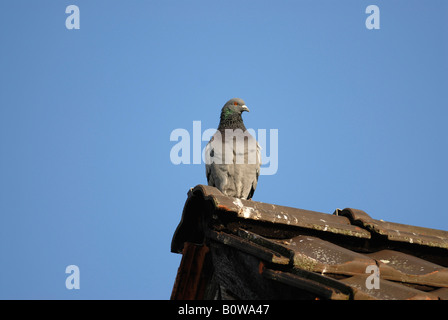 Pigeon biset ou pigeon domestique (Columba livia domestica) perché sur un toit gable Banque D'Images
