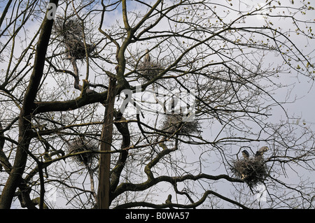 Héron cendré (Ardea cinerea) niche dans un arbre Banque D'Images