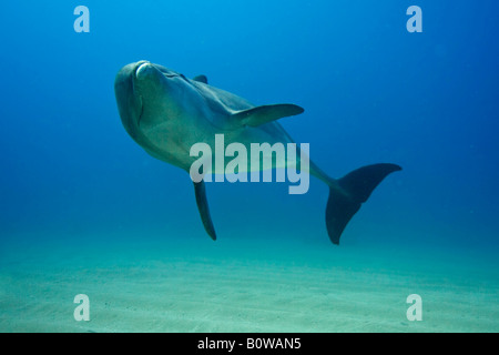 Grand dauphin, Tursiops truncatus, Roatan, Honduras, Caraïbes Banque D'Images