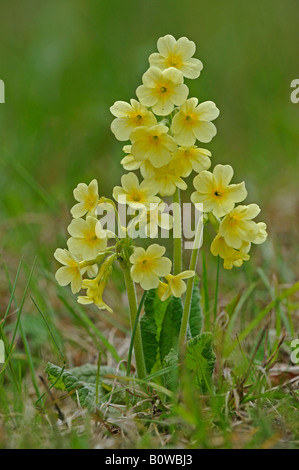 Oxlip ou vrai Oxlip (Primula elatior) Banque D'Images