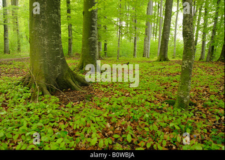 Hêtre (Fagus) forêt au printemps, de nouvelles feuilles Banque D'Images