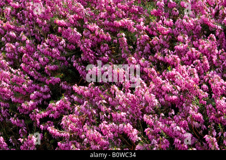 La floraison (Erica carnea Bruyère d'hiver), mars cultivar Semis Banque D'Images