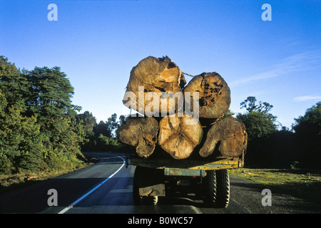 Destruction de la forêt, déforestation, grumes transportées le long de la route panaméricaine, Cerro de la Muerte, Costa Rica, Banque D'Images