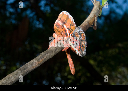 Homme Short-horned Chameleon (Calumma brevicornis), Madagascar, Afrique Banque D'Images