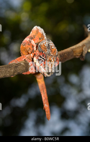 Homme Short-horned Chameleon (Calumma brevicornis), Madagascar, Afrique Banque D'Images