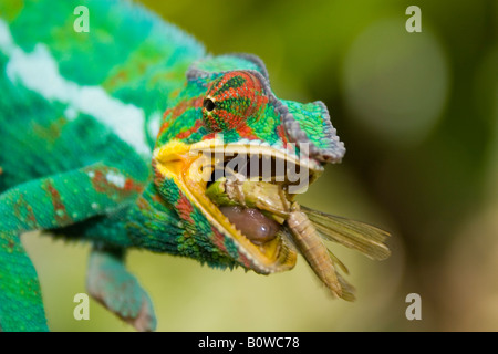 Caméléon Panthère mâle (Furcifer pardalis), Madagascar, Afrique Banque D'Images
