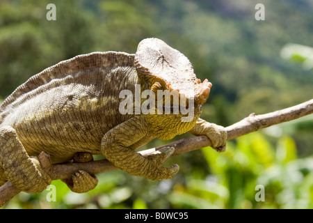 Parson's Chameleon (Calumma parsonii), homme, Madagascar, Afrique Banque D'Images