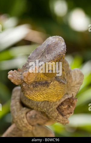 Parson's Chameleon (Calumma parsonii), homme, Madagascar, Afrique Banque D'Images