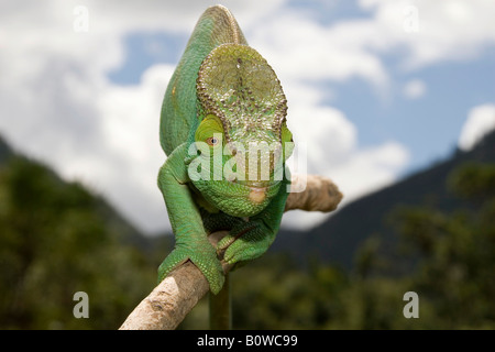 Parson's Chameleon (Calumma parsonii), homme, Madagascar, Afrique Banque D'Images