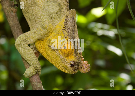 Parson's Chameleon (Calumma parsonii), homme, Madagascar, Afrique Banque D'Images