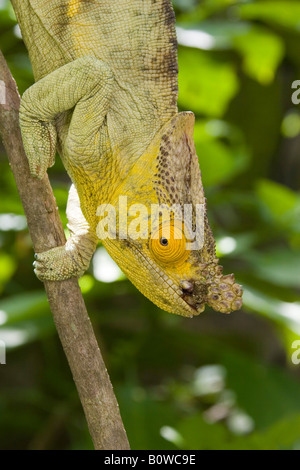 Parson's Chameleon (Calumma parsonii), homme, Madagascar, Afrique Banque D'Images