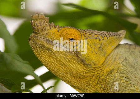 Parson's Chameleon (Calumma parsonii), homme, Madagascar, Afrique Banque D'Images