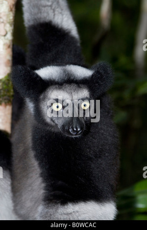 L'Indri (Indri Indri ou Babakoto), Madagascar, Afrique Banque D'Images