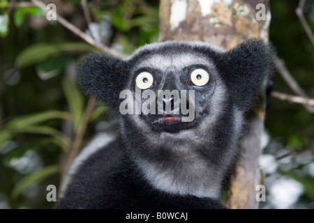L'Indri (Indri Indri ou Babakoto), Madagascar, Afrique Banque D'Images