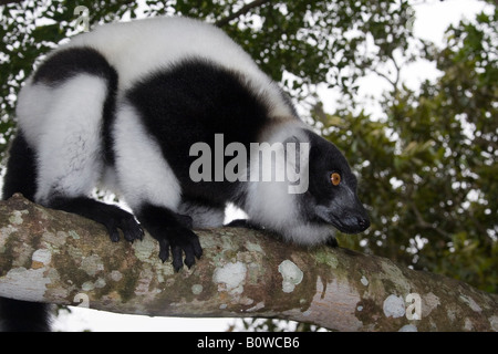 Noir et blanc de la Gélinotte Lemur (Le Varecia variegata), Madagascar, Afrique Banque D'Images