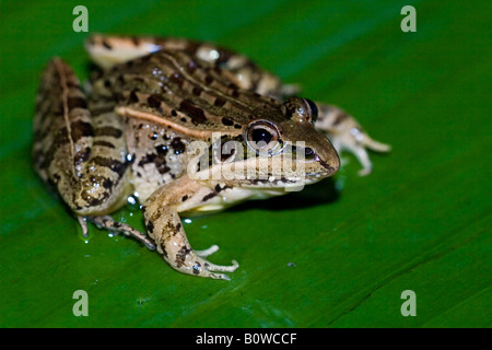 L'herbe des Mascareignes Mascarene ou grenouille Grenouille Ptychadena mascareniensis (sillons), Madagascar, Afrique Banque D'Images