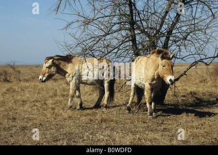 Chevaux de Przewalski (Equus ferus przewalskii), Burgenland, Autriche Banque D'Images