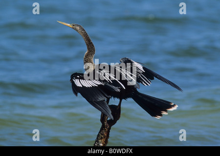 Anhinga, Snakebird ou Vert (Anhinga anhinga) sécher ses plumes, Florida, USA Banque D'Images