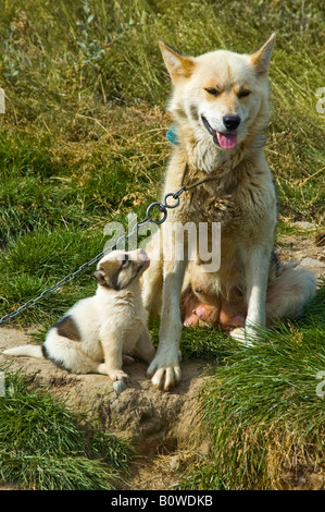 Groenland chien avec chiot (Canidae), chien de traîneau, le Groenland, l'Arctique Banque D'Images