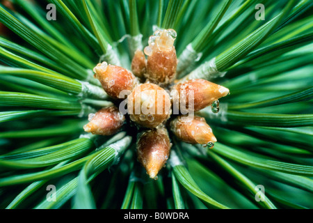 Pin (Pinus sylvestris), Direction générale des gouttelettes de résine Banque D'Images