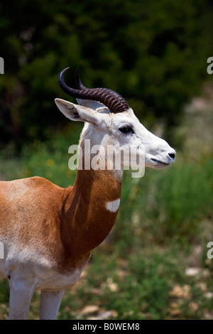 La gazelle dama fermer dans le sud du Texas. Les espèces menacées d'Afrique. Banque D'Images