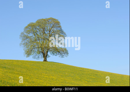 Linden ou tilleul (Tilia) au printemps, de nouvelles feuilles Banque D'Images