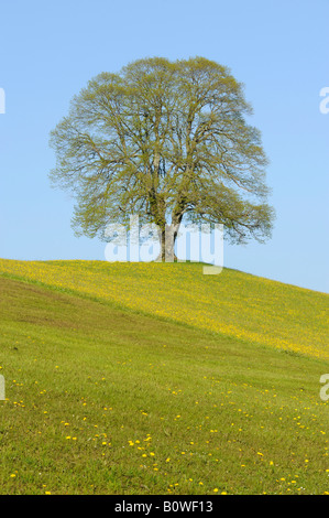 Linden ou tilleul (Tilia) au printemps, de nouvelles feuilles Banque D'Images