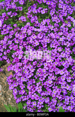 Grande fleur, Aubrieta, rock cress ou Rockcress (Aubrieta x cultorum), la floraison, en fleurs Banque D'Images