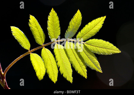 Rowan européenne, feuilles, sorbier (Sorbus aucuparia), ressort de feuillage, pousses, rétro-éclairage, la photosynthèse Banque D'Images