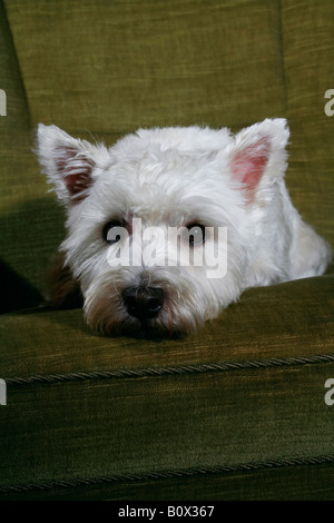 Portrait d'un West Highland White Terrier Banque D'Images