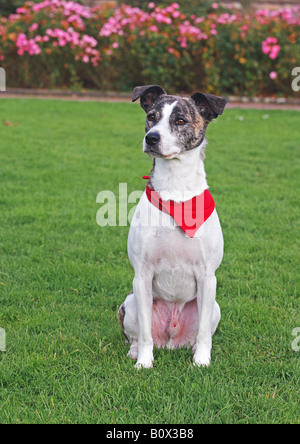 Half Breed dog - sitting on meadow Banque D'Images