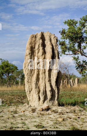 Une termitière en Australie Banque D'Images