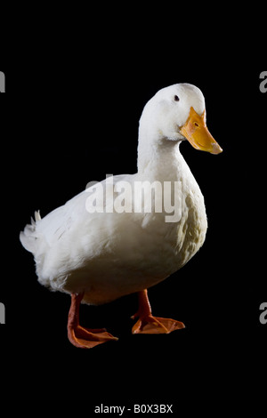 Un canard Banque D'Images