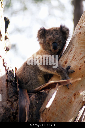 Un koala dans un arbre Banque D'Images