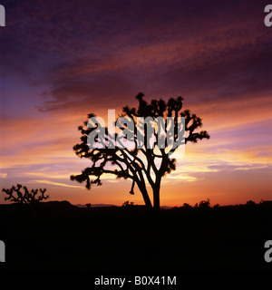 Un Joshua Tree au coucher du soleil, le parc national Joshua Tree, California, USA Banque D'Images