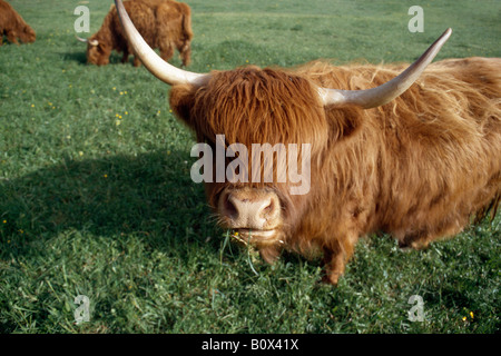 Deux vaches Highland, Autriche, Schafberg Banque D'Images