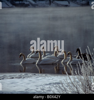 Un groupe moyen de cygnes flottant sur l'eau en hiver, Baggersee, Salzkammergut, Autriche Banque D'Images