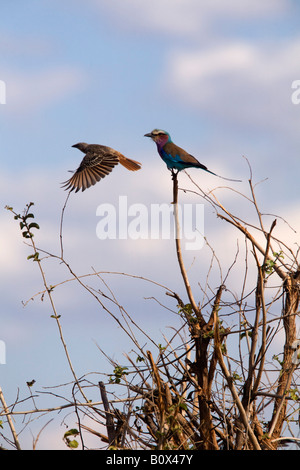 Lilac-breasted roller perché sur un acacia Banque D'Images