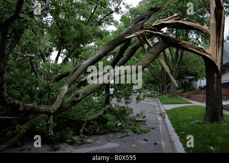 Un arbre tombé divisé sur le tronc, le fil électrique coincé sous les branches, le blocage d'une rue résidentielle. Banque D'Images