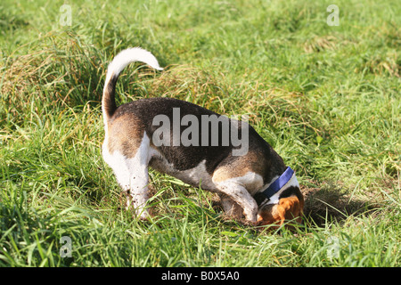 Beagle - creuser un trou Banque D'Images