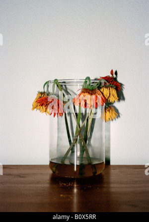 Le flétrissement des fleurs dans un vase Banque D'Images