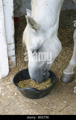 Un cheval d'alimentation Alimentation à partir d'un seau Banque D'Images